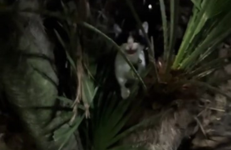 Gatito en la palma