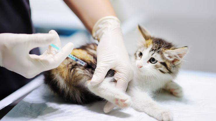 plan de salud para gatos