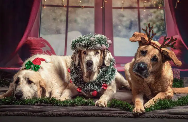animales mejores vacaciones de navidad