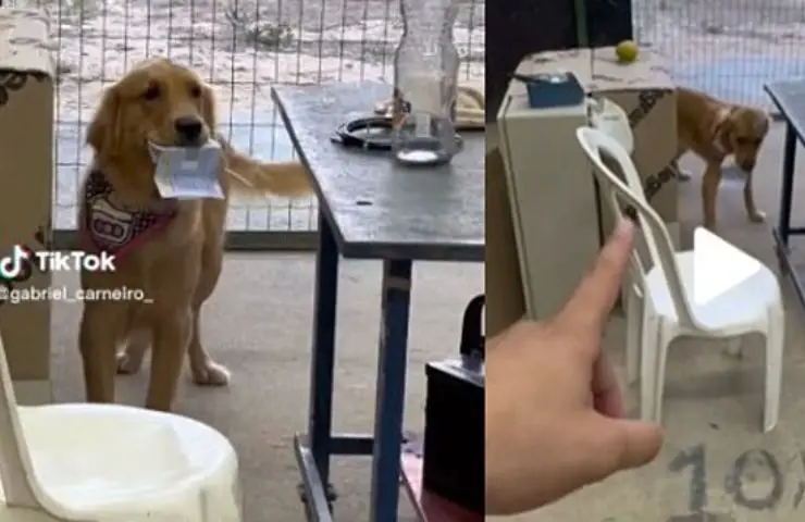 perro de salario de día de pago