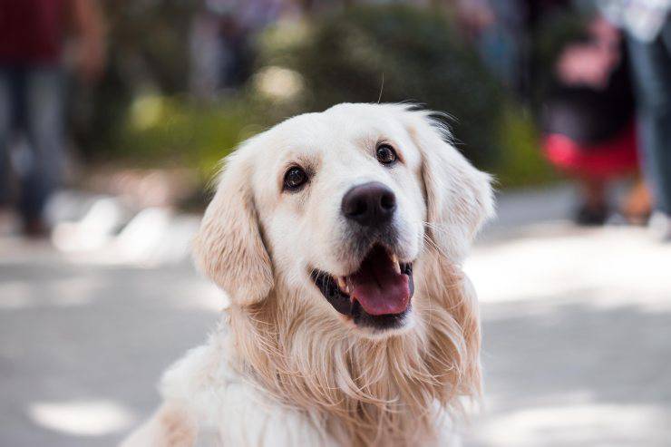 Mitos sobre los amigos peludos