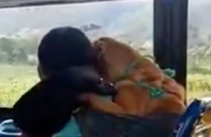 perro viaje juntos detalle