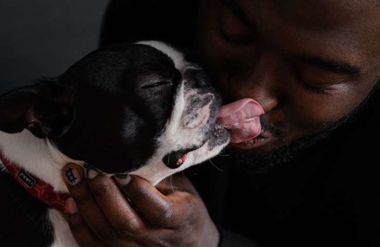Perro lame a hombre