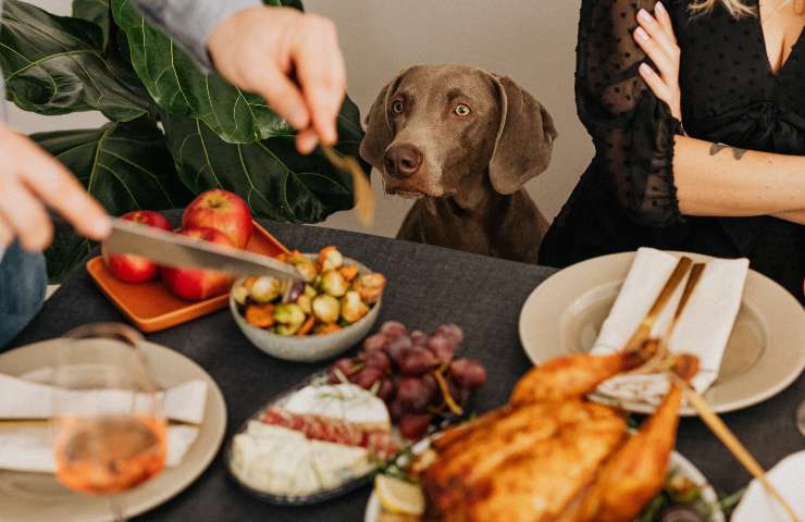 perro mira comida