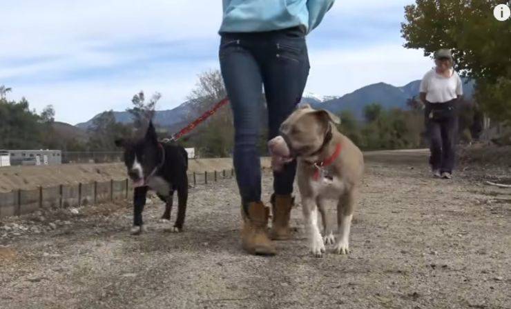 adiós perros