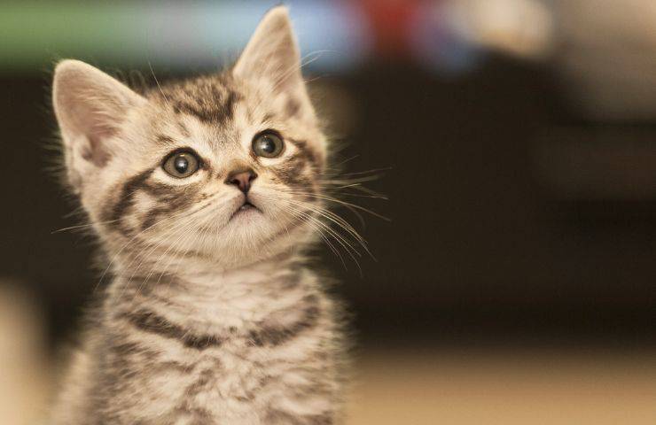 hablar con el gato