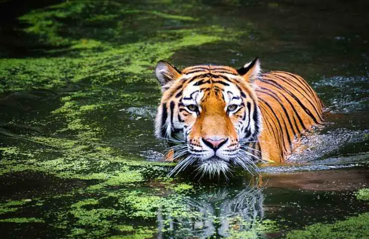 tigre en el agua