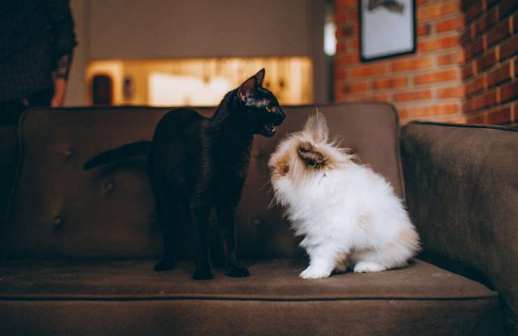 gato y conejo