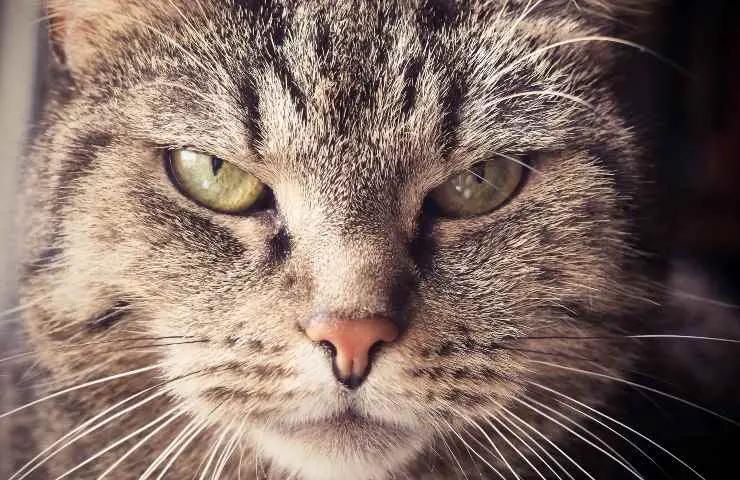 gato nervioso