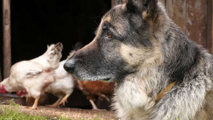 perro y gallinas