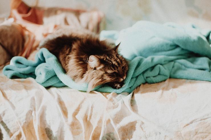 El gato y la neumonía