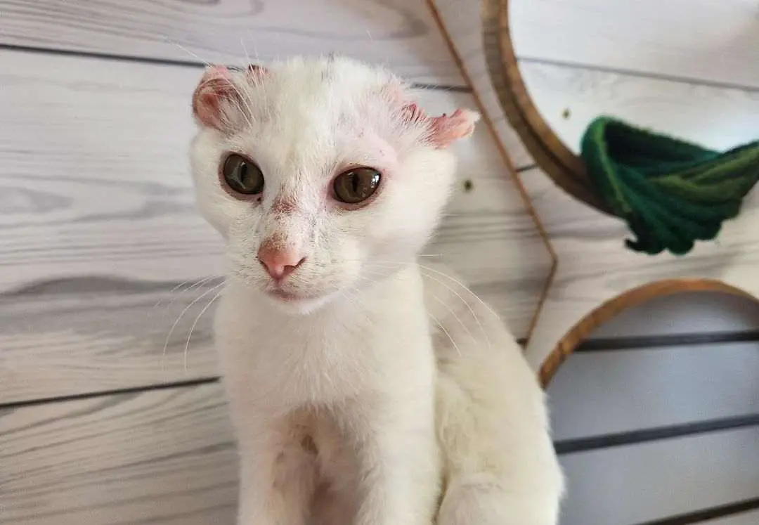 gato perdió las orejas
