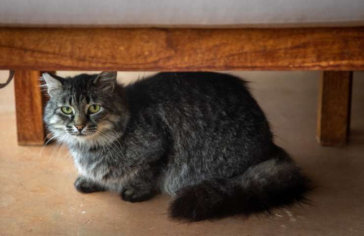 gato escondido
