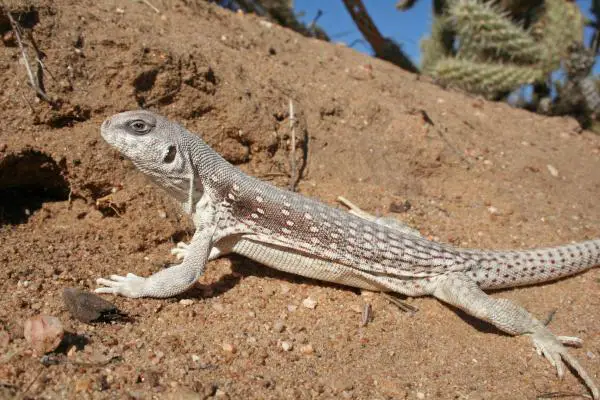 Animales endotérmicos y ectotérmicos - Características de los animales ectotérmicos