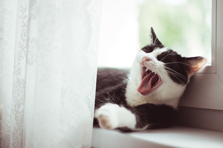 El comportamiento del gato.