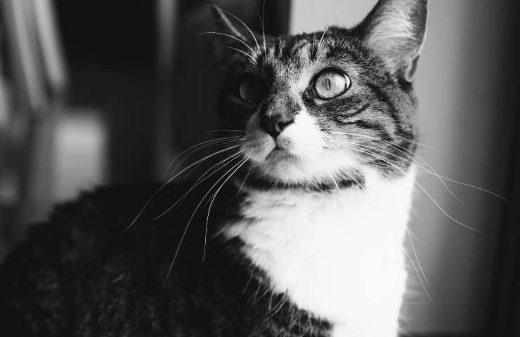 Gato con los ojos abiertos