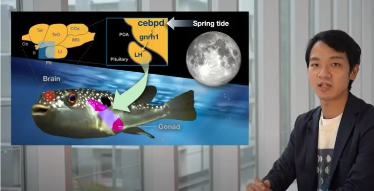 los peces globo desovan la luna
