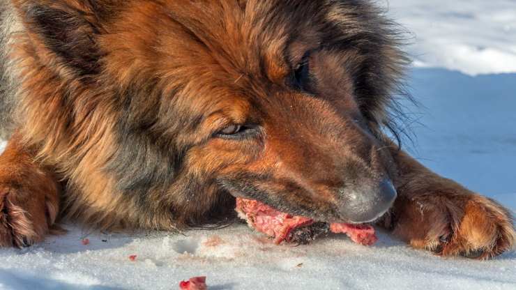 perro consume carne