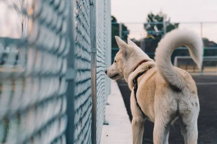 la cola del perro