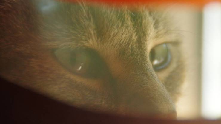 Ojos de gato