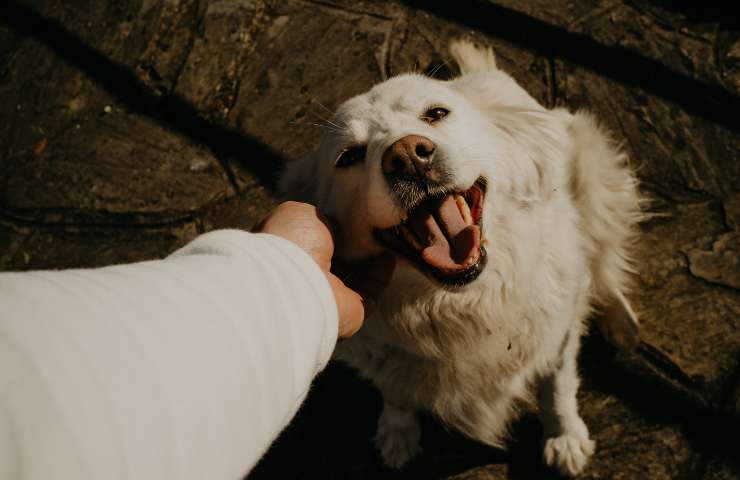perro sonriente