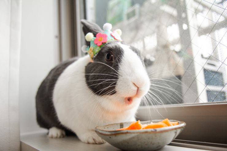 Conejo come fruta