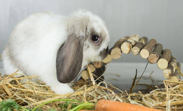 conejo enano