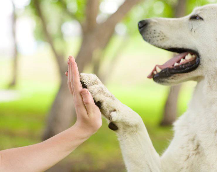 Perro diestro o zurdo