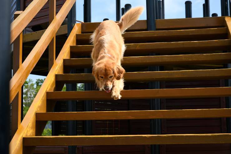 perro en los escalones
