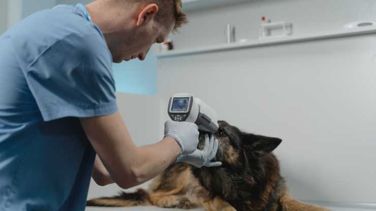 perro veterinario