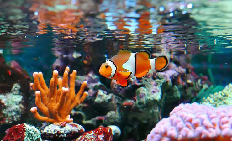 acuario