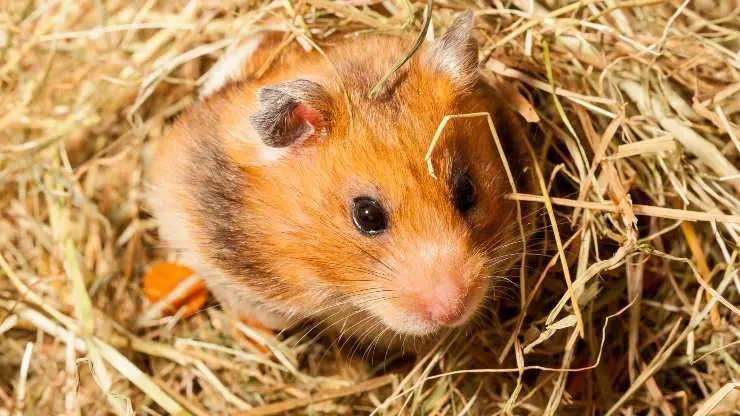 el hamster puede comer heno