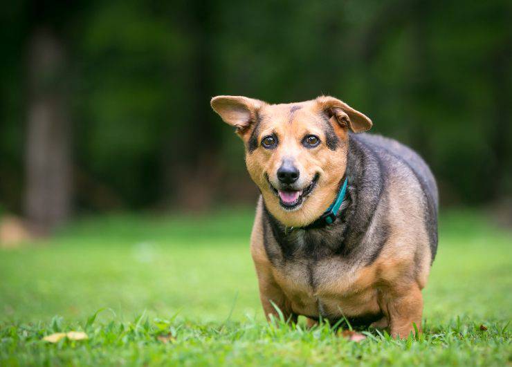 Perro gordo