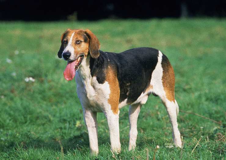 Foxhound Inglés