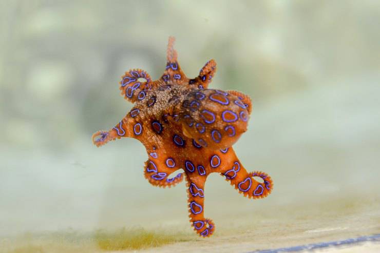El nacimiento de un pulpo.