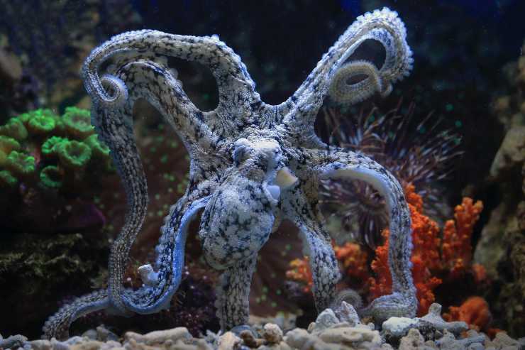 Pulpo en el océano