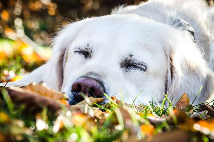 perro cansado