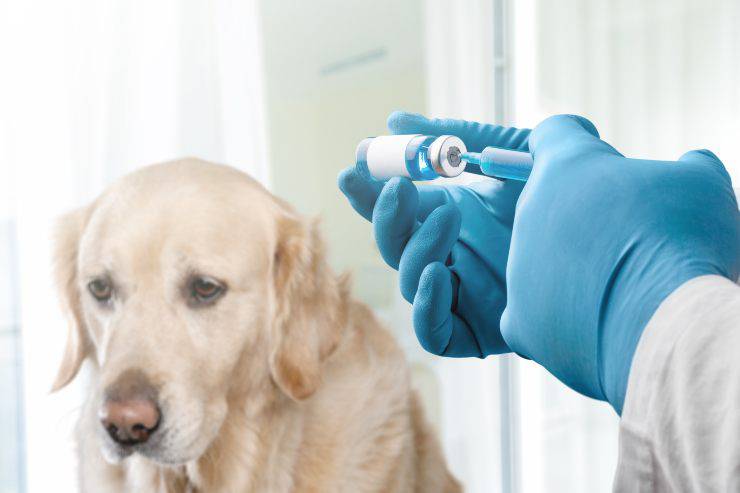 perro de vacunación