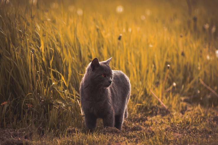 Razas de gatos que quieren salir mucho