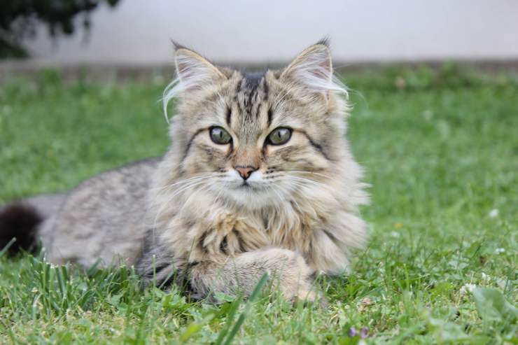 Felino tranquilo en el verde