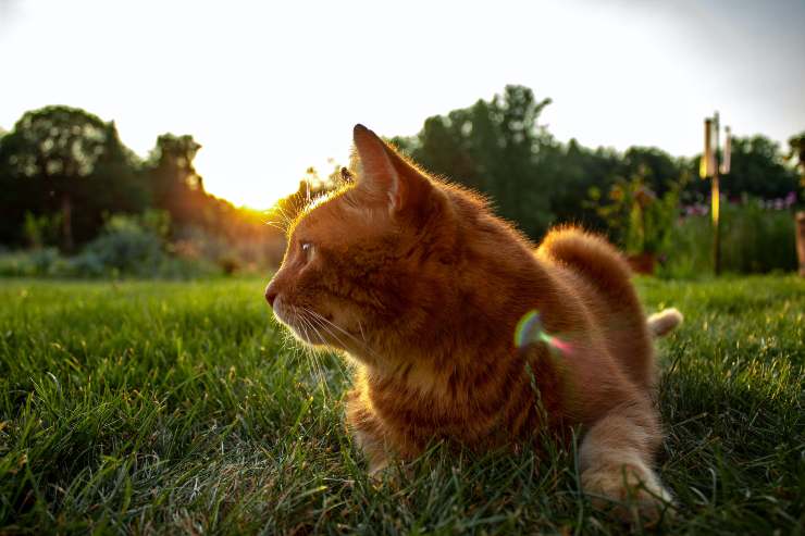 Gatos que quieren salir mucho