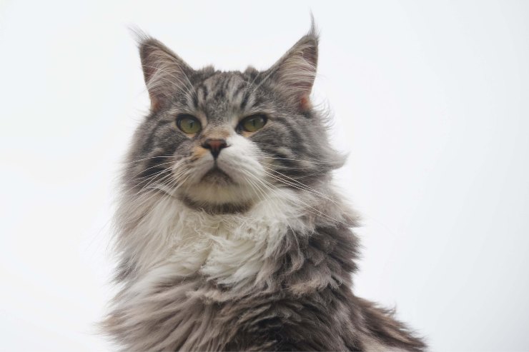 El gato explora el mundo.