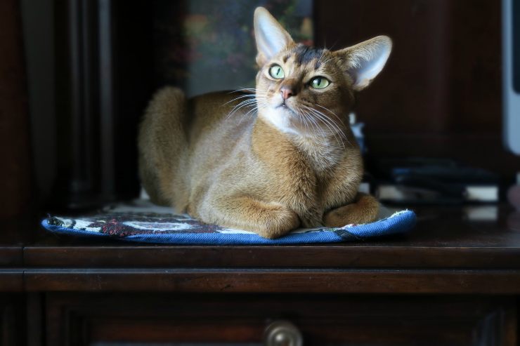 Felinos con muchas ganas de salir