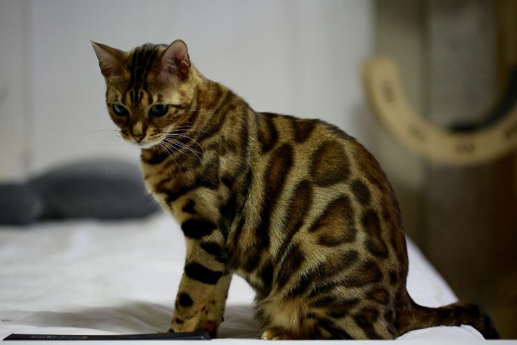 Razas de gatos que quieren salir mucho