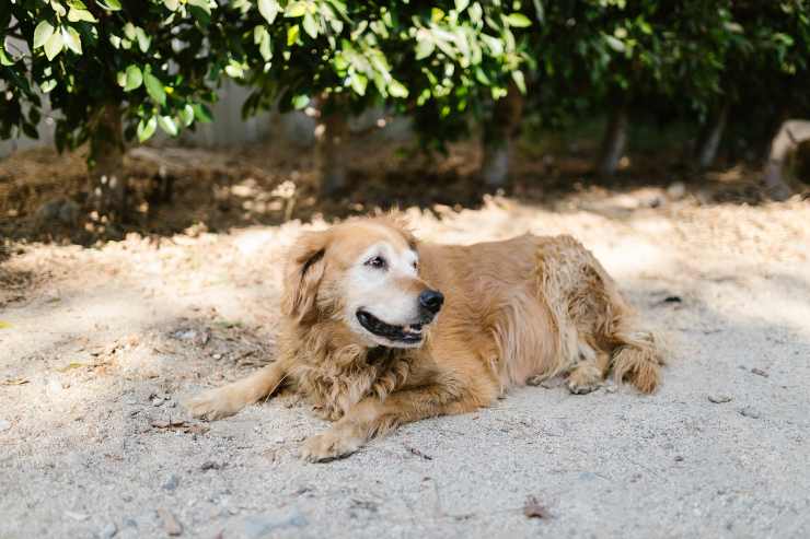 Perros que nunca se ponen nerviosos