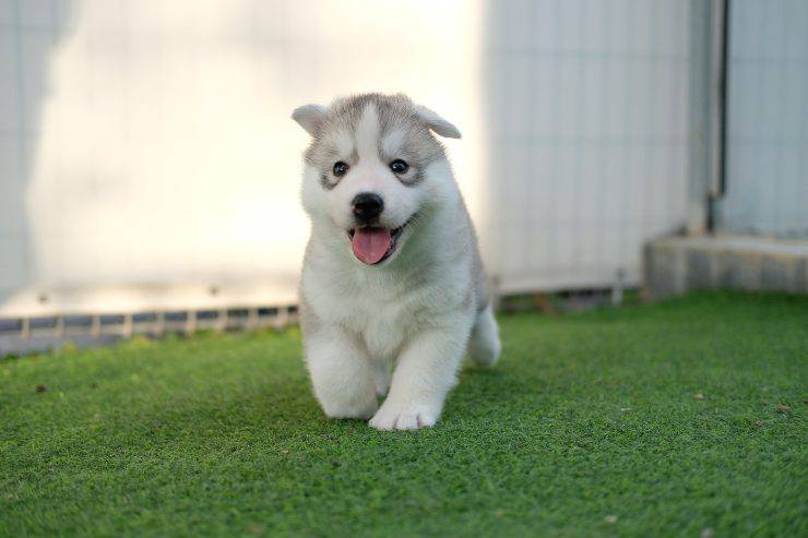 Los perros que nunca se ponen nerviosos