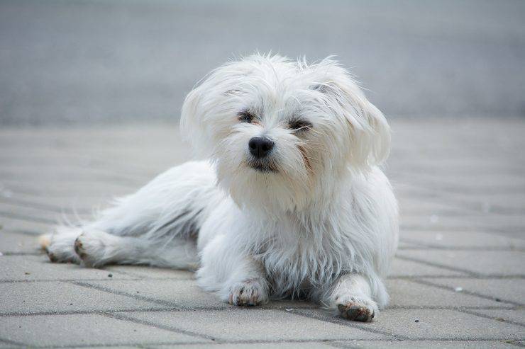 Perrito en la calle