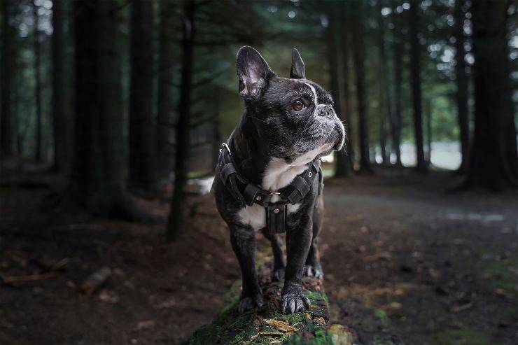 aventuras de cachorros