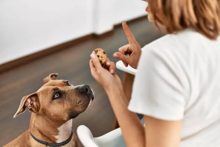 el perro se comio el chocolate