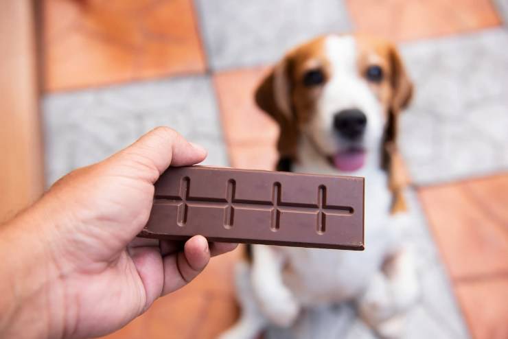 el perro se comio el chocolate